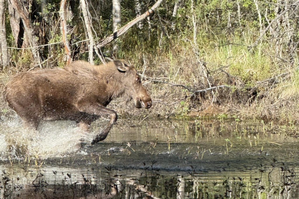 moose-2