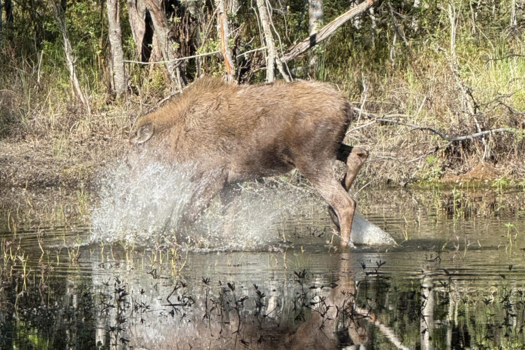 moose